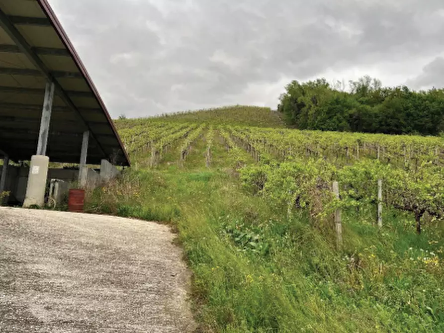 Immagine 9 di Terreno agricolo in vendita  in Via Rive Zacchi a Cappella Maggiore