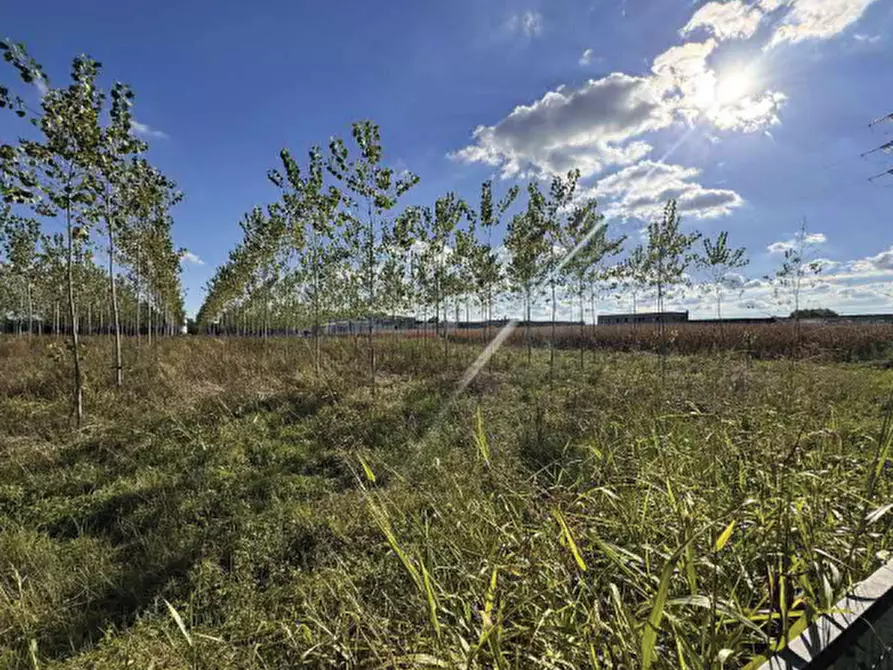 Immagine 4 di Terreno agricolo in vendita  in Strada Provinciale  a Mogliano Veneto