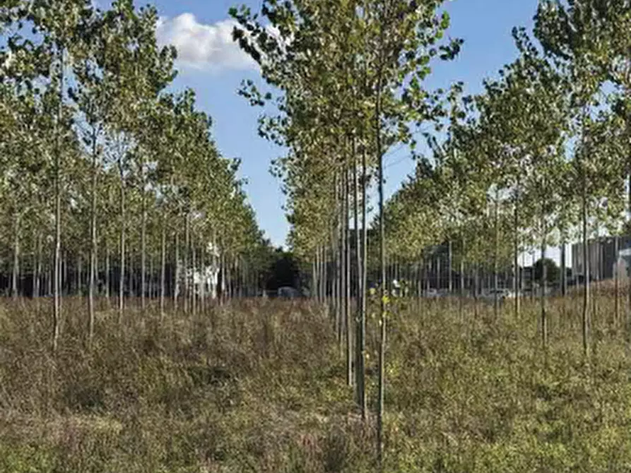 Immagine 8 di Terreno agricolo in vendita  in Strada Provinciale  a Mogliano Veneto