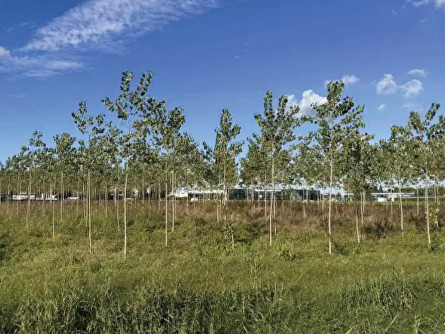 Immagine 10 di Terreno agricolo in vendita  in Strada Provinciale  a Mogliano Veneto