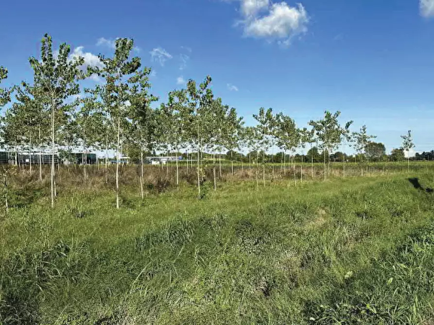 Immagine 13 di Terreno agricolo in vendita  in Strada Provinciale  a Mogliano Veneto