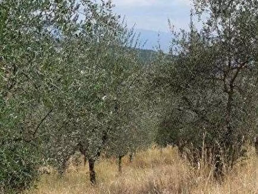 Immagine 1 di Terreno agricolo in vendita  in Sez. Figline Valdarno a Figline Valdarno