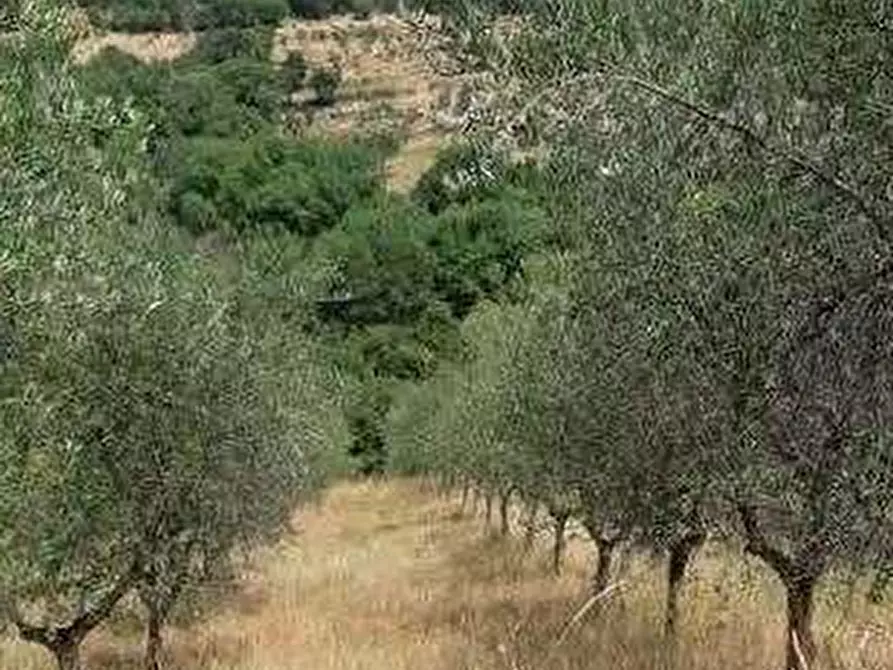 Immagine 1 di Terreno agricolo in vendita  in Sez. Figline Valdarno a Figline Valdarno