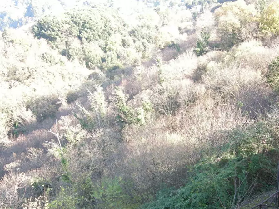 Immagine 2 di Terreno agricolo in vendita  in Strada Vicinale Perino a Nemi