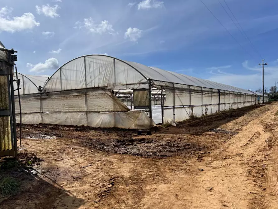 Immagine 1 di Terreno agricolo in vendita  in Via di Cavallo Morto a Anzio