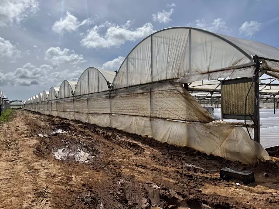 Immagine 2 di Terreno agricolo in vendita  in Via di Cavallo Morto a Anzio