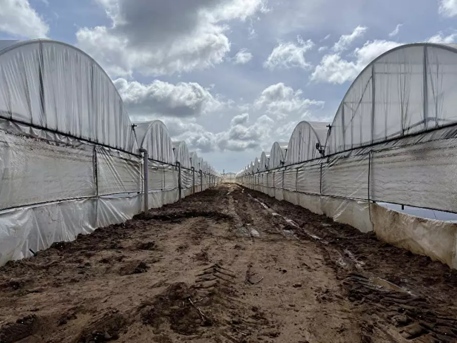 Immagine 4 di Terreno agricolo in vendita  in Via di Cavallo Morto a Anzio