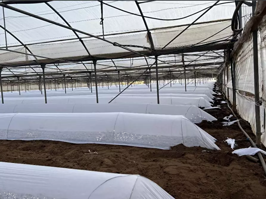 Immagine 5 di Terreno agricolo in vendita  in Via di Cavallo Morto a Anzio