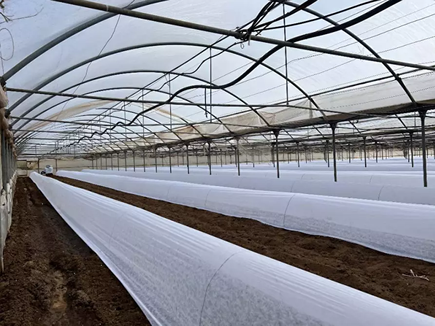 Immagine 6 di Terreno agricolo in vendita  in Via di Cavallo Morto a Anzio