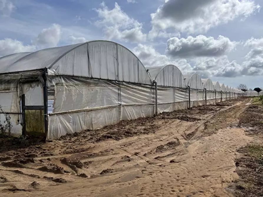 Immagine 7 di Terreno agricolo in vendita  in Via di Cavallo Morto a Anzio