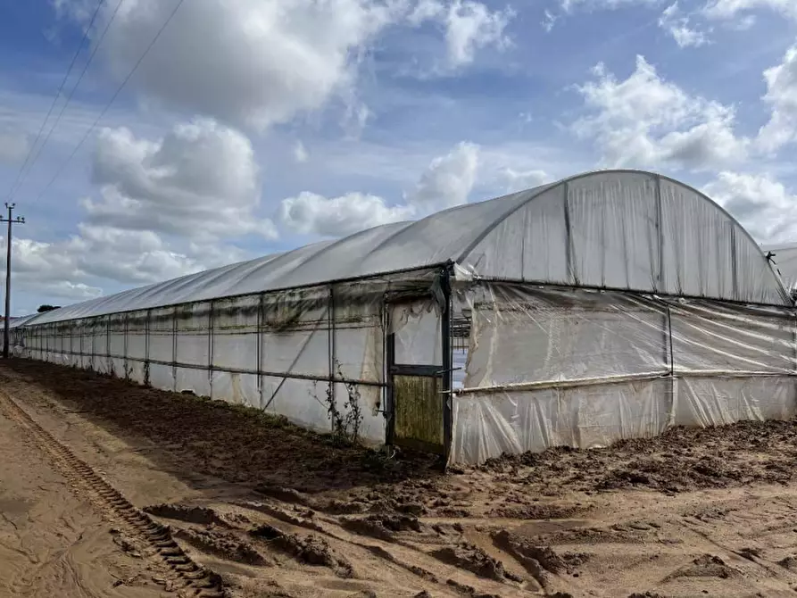 Immagine 8 di Terreno agricolo in vendita  in Via di Cavallo Morto a Anzio