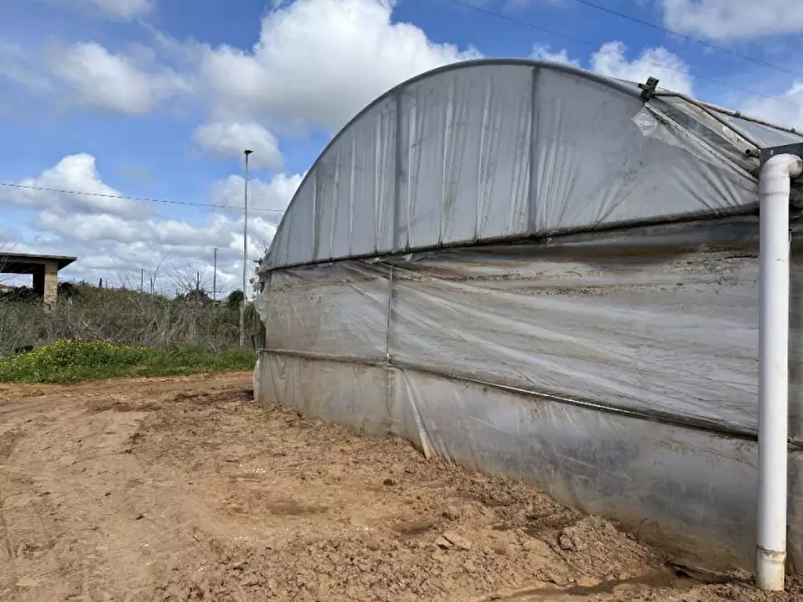 Immagine 9 di Terreno agricolo in vendita  in Via di Cavallo Morto a Anzio