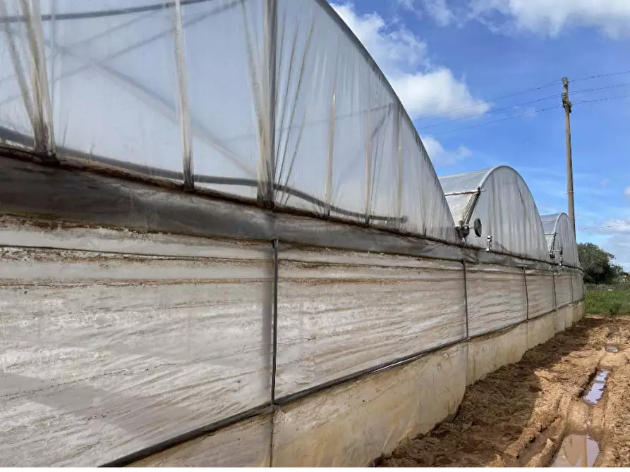 Immagine 10 di Terreno agricolo in vendita  in Via di Cavallo Morto a Anzio