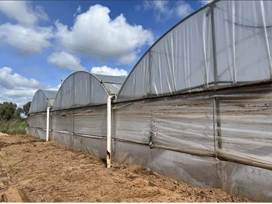 Immagine 11 di Terreno agricolo in vendita  in Via di Cavallo Morto a Anzio