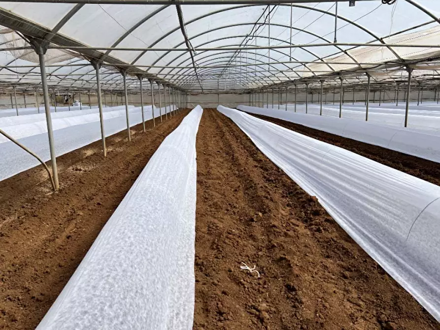 Immagine 12 di Terreno agricolo in vendita  in Via di Cavallo Morto a Anzio