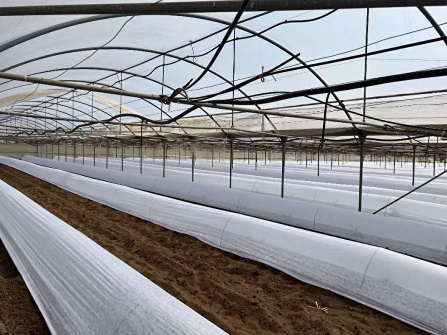 Immagine 13 di Terreno agricolo in vendita  in Via di Cavallo Morto a Anzio