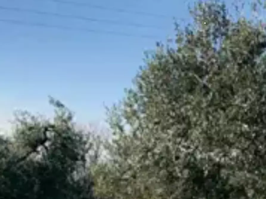 Immagine 1 di Terreno agricolo in vendita  in Strada Galilea a Sant'elpidio A Mare
