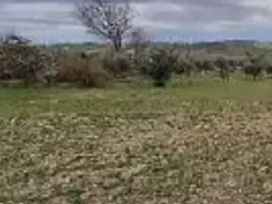 Immagine 5 di Terreno agricolo in vendita  in località Falerone a Falerone