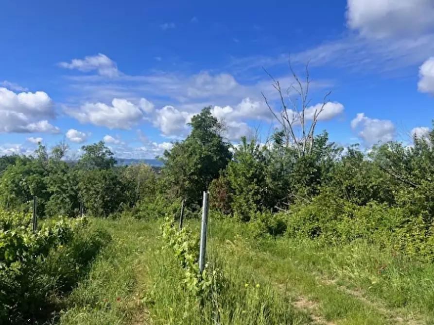 Immagine 4 di Terreno agricolo in vendita  in Via Lucardese a Montespertoli