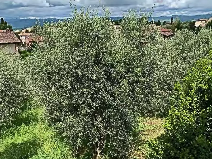 Immagine 10 di Casa bifamiliare in vendita  in località Poggio Murella a Manciano