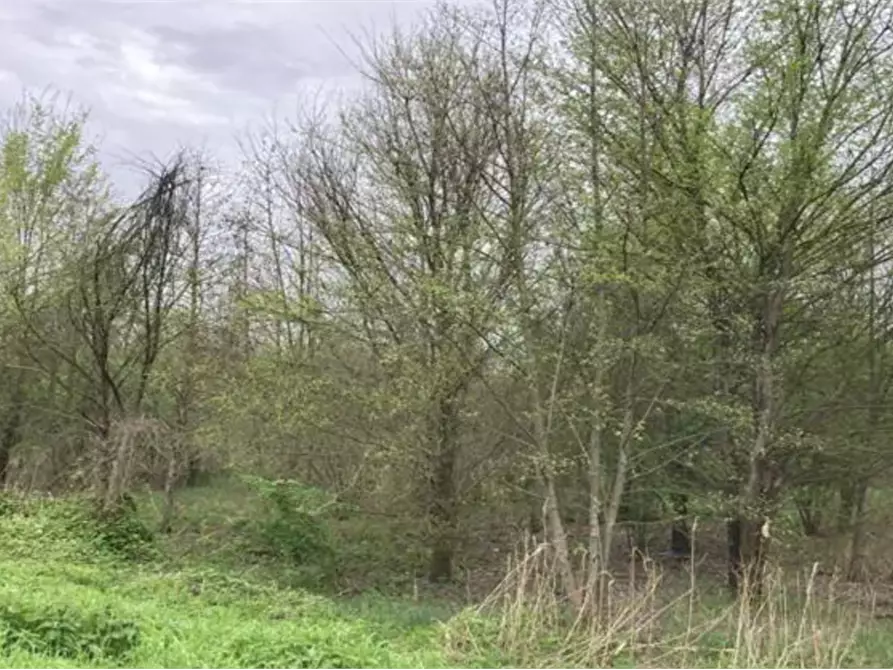 Immagine 3 di Terreno agricolo in vendita  in Località San Vito a Cerea