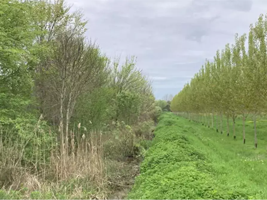 Immagine 5 di Terreno agricolo in vendita  in Località San Vito a Cerea