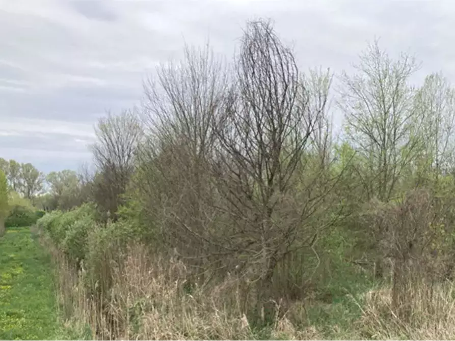 Immagine 6 di Terreno agricolo in vendita  in Località San Vito a Cerea