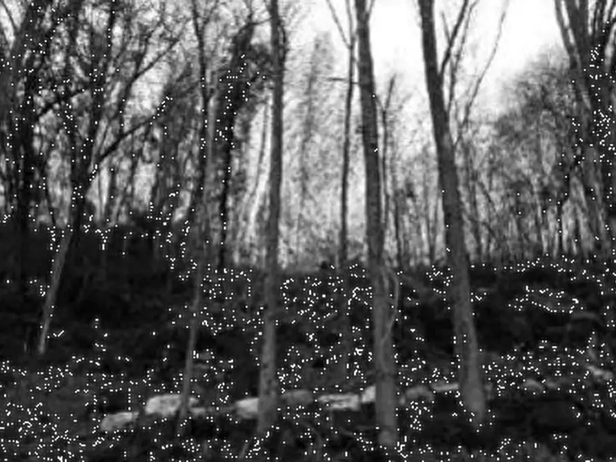 Immagine 4 di Terreno agricolo in vendita  in Contrada Vanti a Badia Calavena