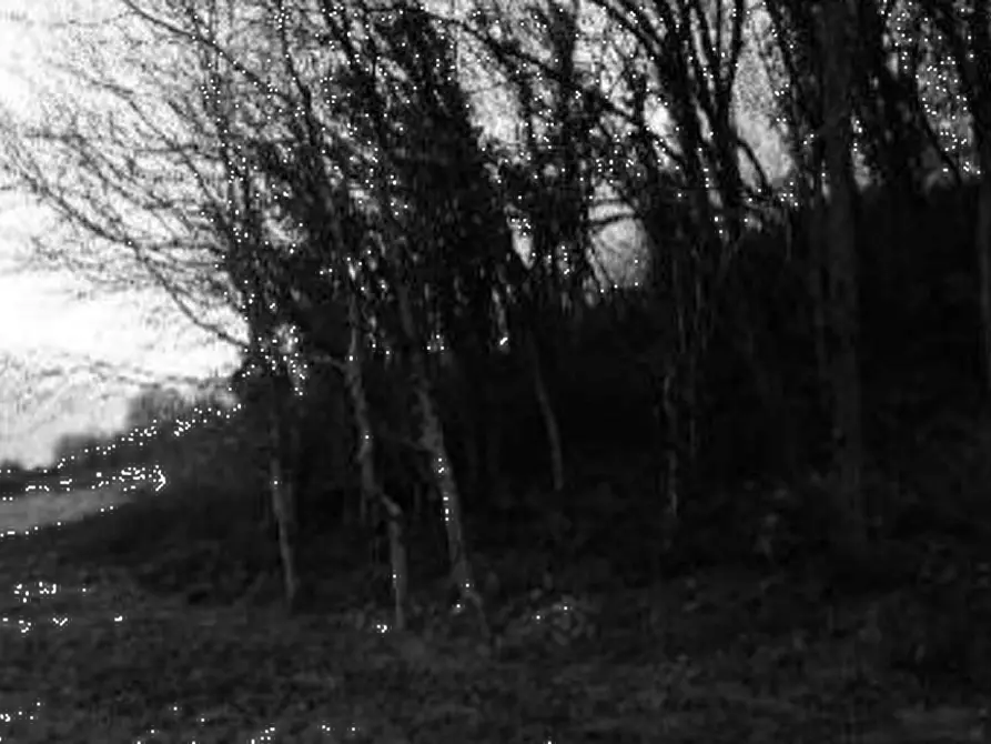 Immagine 5 di Terreno agricolo in vendita  in Contrada Vanti a Badia Calavena