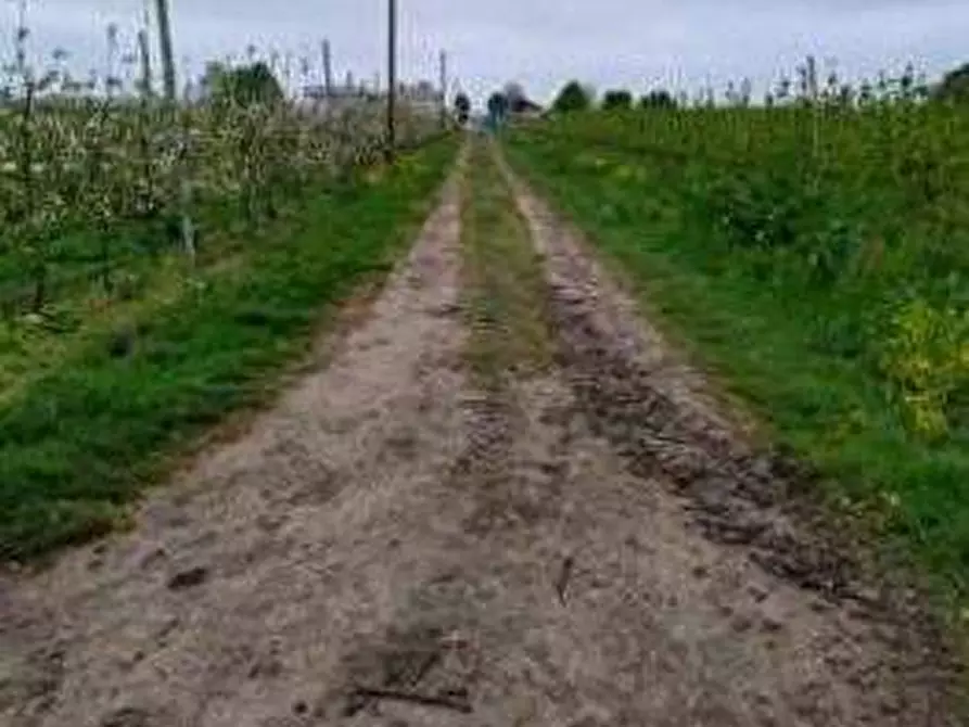 Immagine 2 di Terreno agricolo in vendita  in via Alberello a Argenta