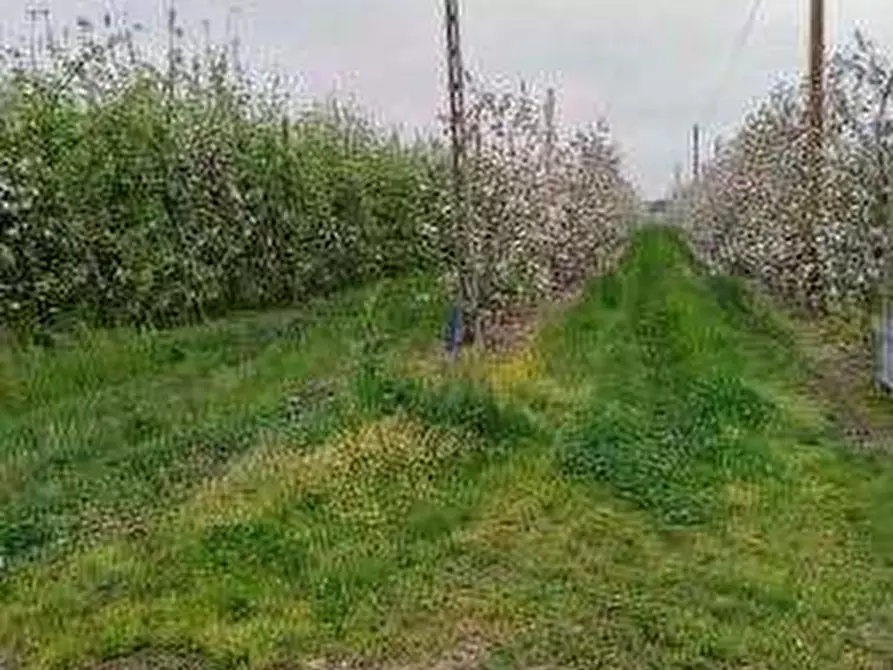 Immagine 5 di Terreno agricolo in vendita  in via Alberello a Argenta