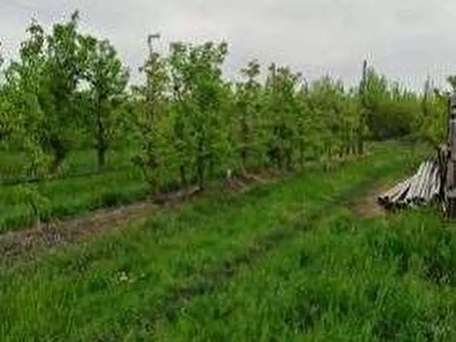 Immagine 6 di Terreno agricolo in vendita  in via Alberello a Argenta