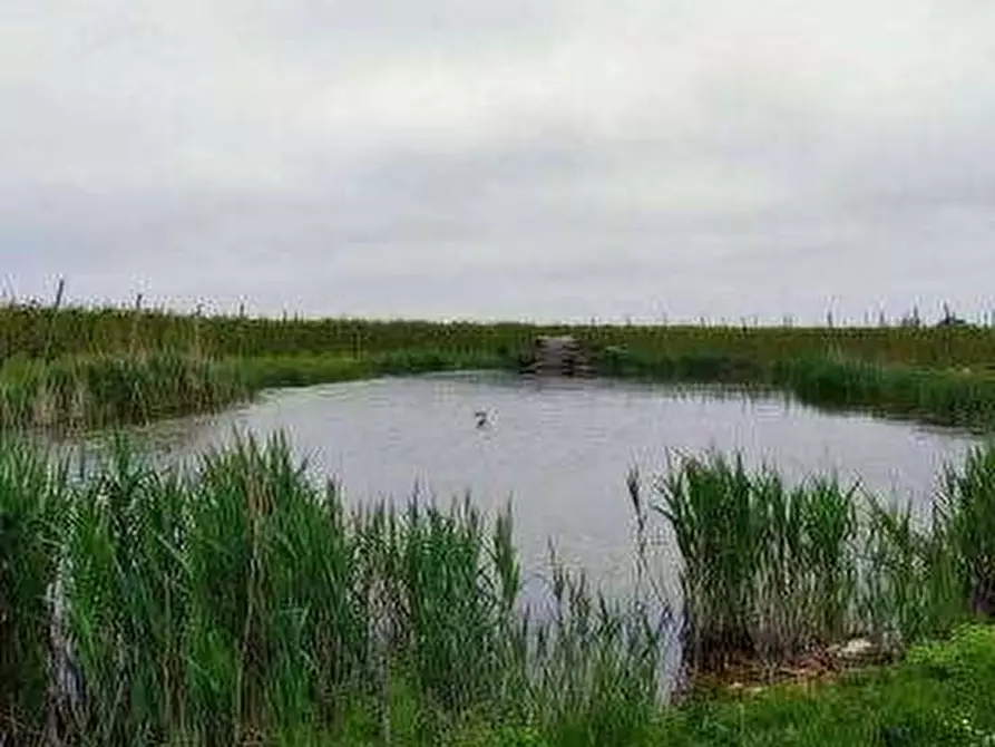 Immagine 7 di Terreno agricolo in vendita  in via Alberello a Argenta