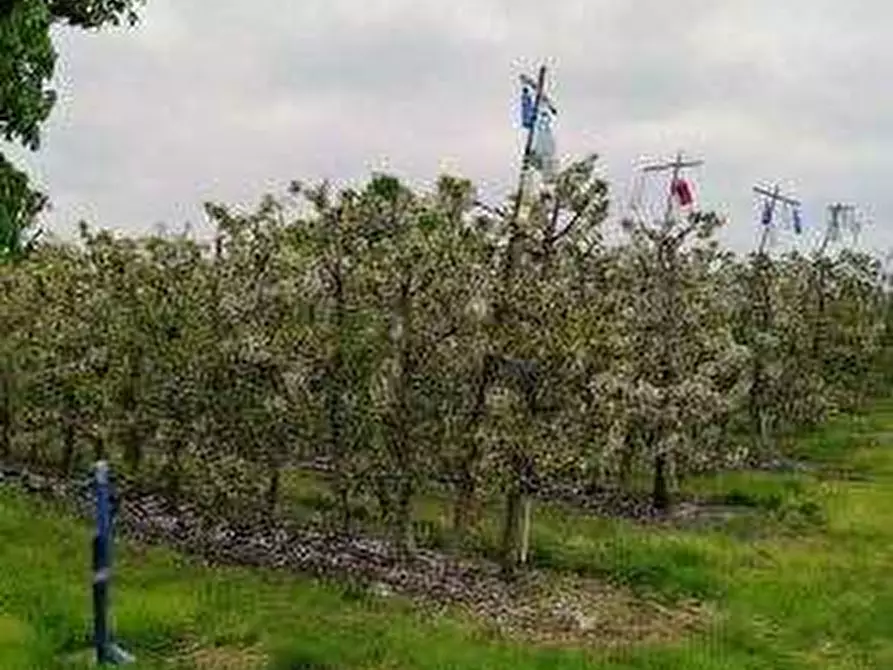 Immagine 10 di Terreno agricolo in vendita  in via Alberello a Argenta