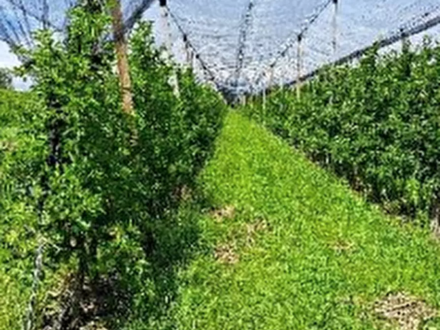 Immagine 1 di Terreno agricolo in vendita  in Via Muggia a Motta Di Livenza
