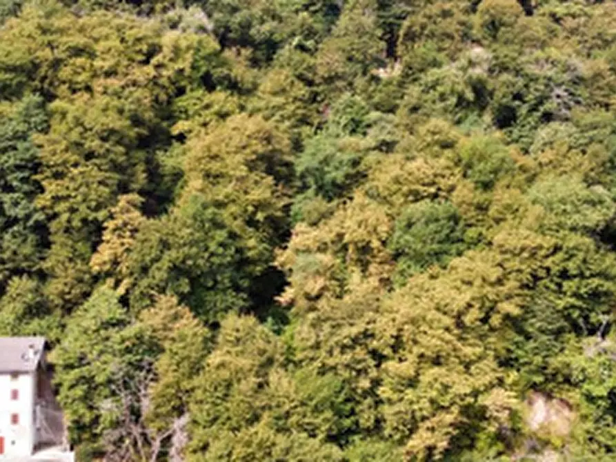 Immagine 5 di Terreno agricolo in vendita  in Località Brienno a Brienno