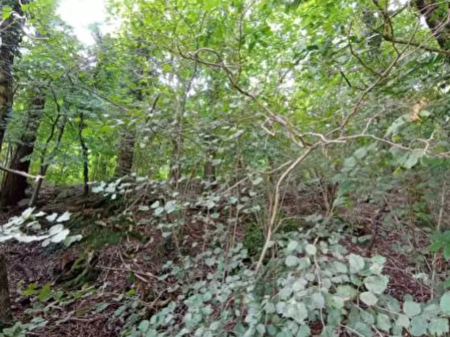 Immagine 1 di Terreno agricolo in vendita  in Località Castelmarte a Castelmarte