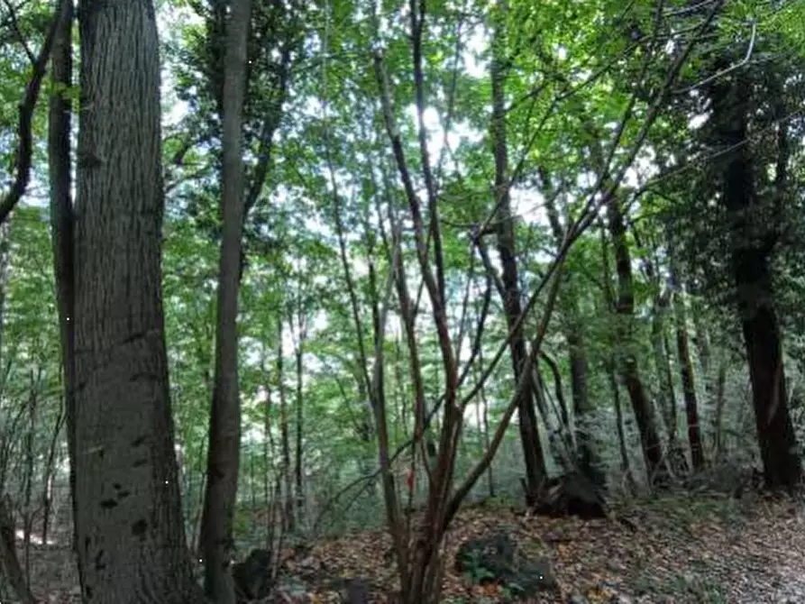 Immagine 3 di Terreno agricolo in vendita  in Località Castelmarte a Castelmarte