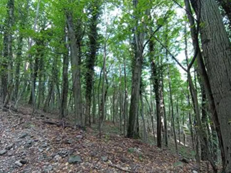 Immagine 4 di Terreno agricolo in vendita  in Località Castelmarte a Castelmarte