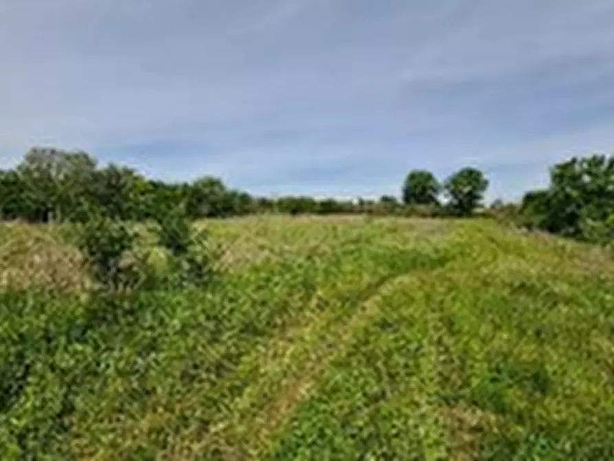 Immagine 1 di Terreno agricolo in vendita  in Località Borsea a Rovigo