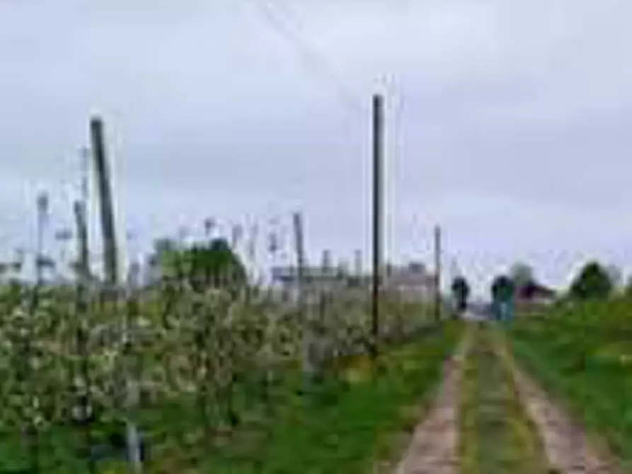 Immagine 3 di Terreno agricolo in vendita  in Via Alberello a Argenta