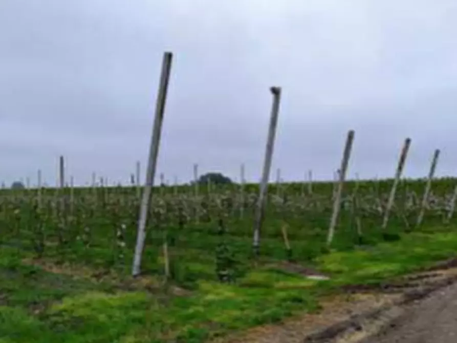 Immagine 4 di Terreno agricolo in vendita  in Via Alberello a Argenta