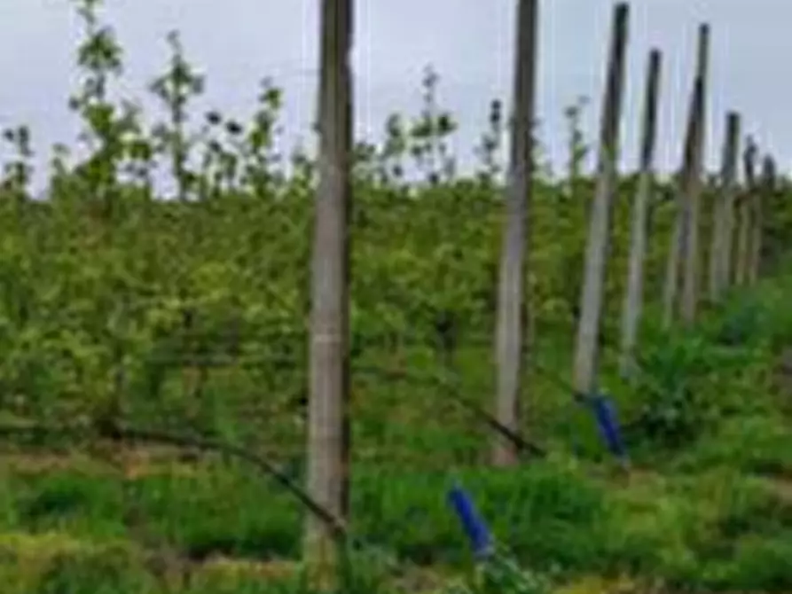Immagine 5 di Terreno agricolo in vendita  in Via Alberello a Argenta