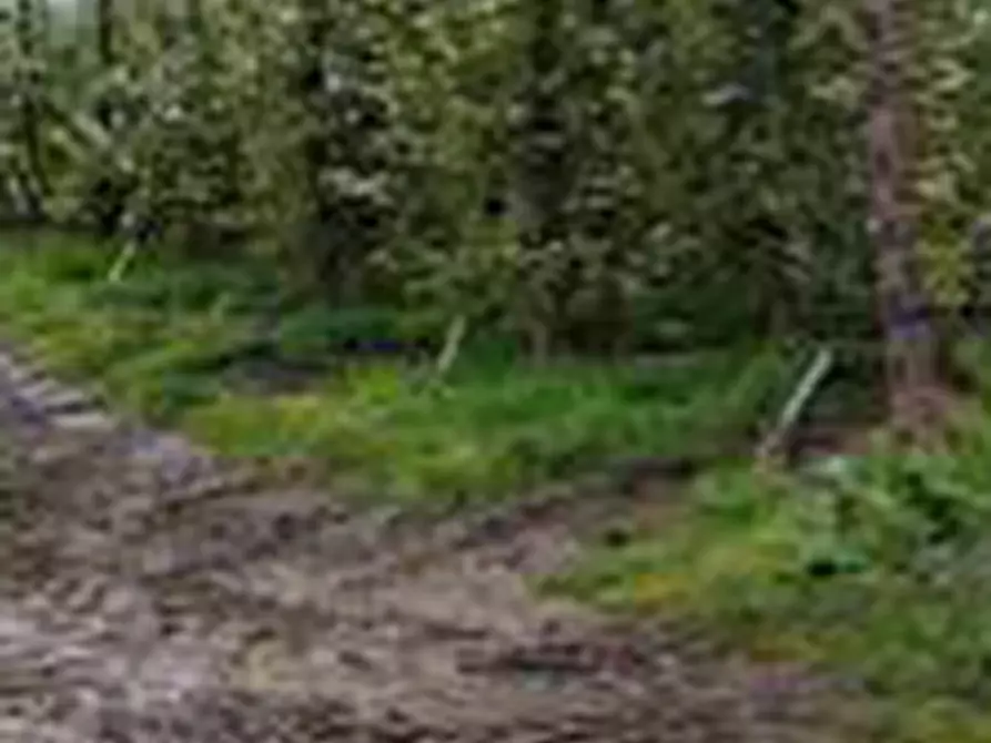 Immagine 6 di Terreno agricolo in vendita  in Via Alberello a Argenta