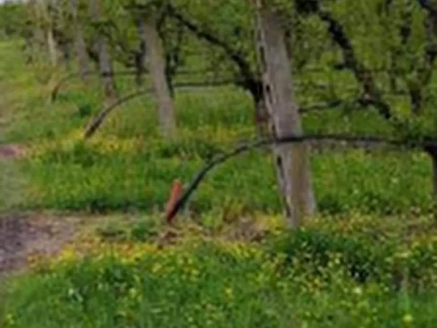 Immagine 9 di Terreno agricolo in vendita  in Via Alberello a Argenta