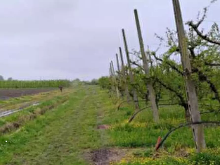 Immagine 10 di Terreno agricolo in vendita  in Via Alberello a Argenta