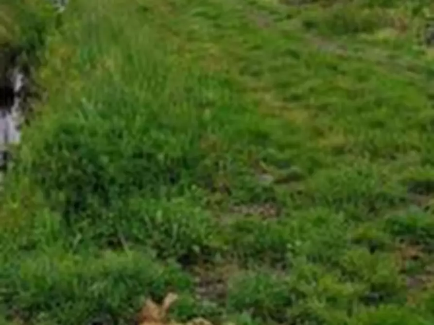 Immagine 11 di Terreno agricolo in vendita  in Via Alberello a Argenta