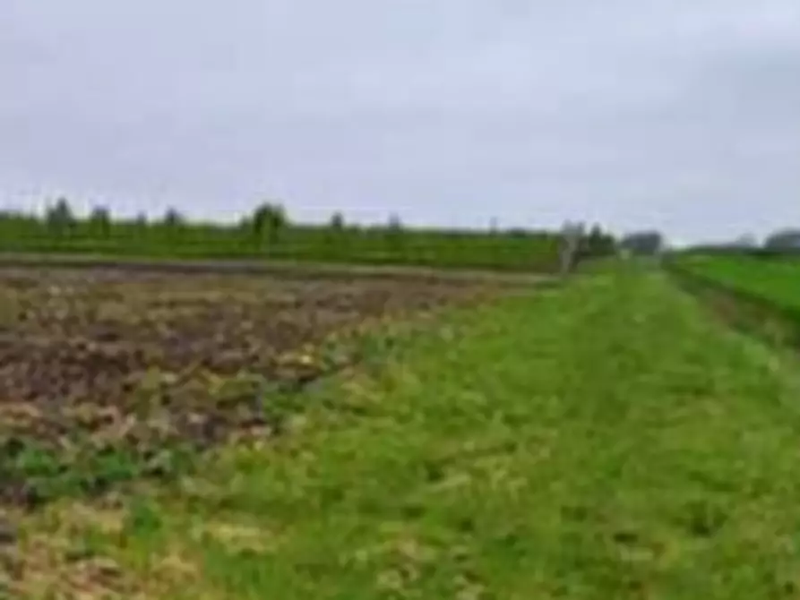 Immagine 13 di Terreno agricolo in vendita  in Via Alberello a Argenta