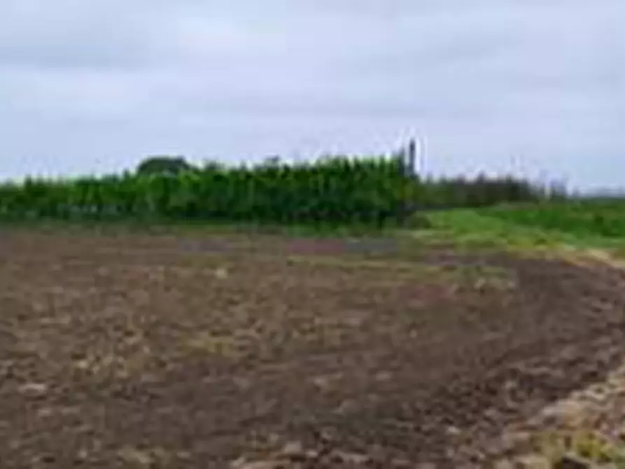 Immagine 16 di Terreno agricolo in vendita  in Via Alberello a Argenta