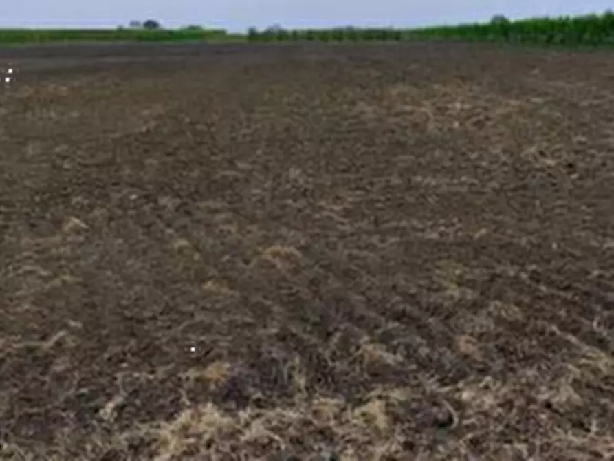 Immagine 19 di Terreno agricolo in vendita  in Via Alberello a Argenta